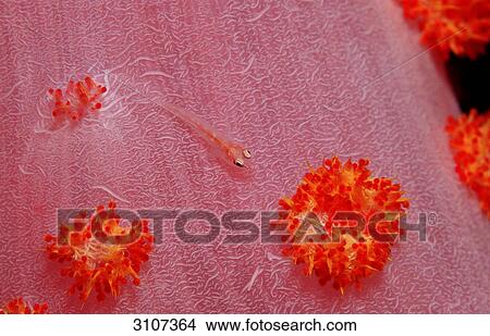 Common Ghost Goby (Pleurosicya mossambica) on soft coral, Komodo National Park, Indonesia, Indian Ocean View Large Photo Image Picture - Common Ghost Goby (Pleurosicya mossambica) on soft coral, Komodo National Park, Indonesia, Indian Ocean . Fotosearch