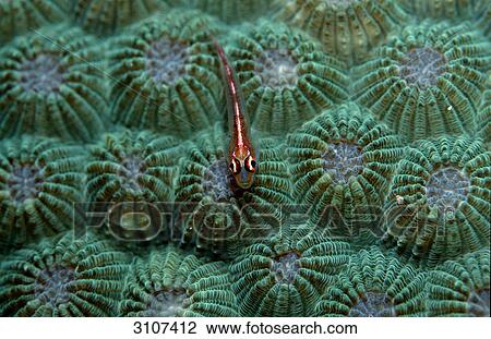 Common ghost goby (Pleurosicya mossambica) on coral, Seychelles, Indian Ocean, view upon View Large Photo Image Stock Image - Common ghost goby (Pleurosicya mossambica) on coral, Seychelles, Indian Ocean, view upon . Fotosearch