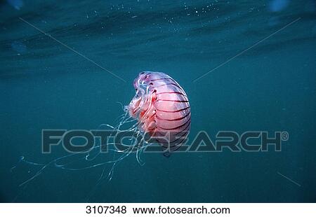 Compass Jellyfish (Chrysaora hysocella) Port Elizabeth, South Africa, Indian Ocean View Large Photo Image Stock Photo - Compass Jellyfish (Chrysaora hysocella) Port Elizabeth, South Africa, Indian Ocean . Fotosearch