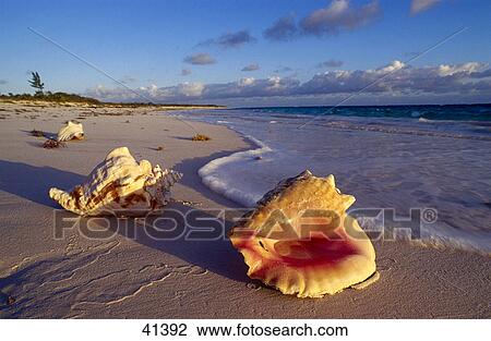 Stock Image - Conch shells on the beach, Bahamas . Fotosearch