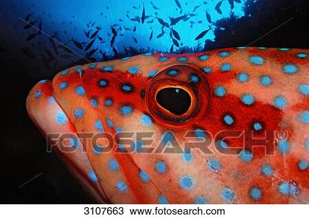 Coral grouper (Cephalopholis miniata), Zabargad, Egypt, Red Sea, close-up View Large Photo Image Stock Image - Coral grouper (Cephalopholis miniata), Zabargad, Egypt, Red Sea, close-up . Fotosearch