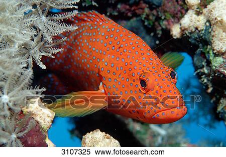 Coral grouper (Cephalopholis miniata) in coral reef, Sinai, Egypt, Red Sea, close-up View Large Photo Image Stock Photography - Coral grouper (Cephalopholis miniata) in coral reef, Sinai, Egypt, Red Sea, close-up . Fotosearch