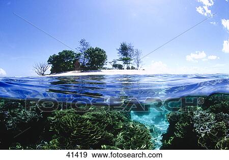 Stock Photo - Corals underwater . Fotosearch