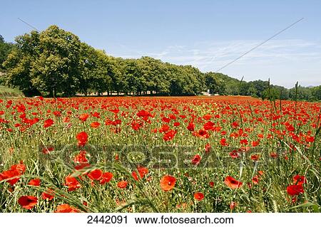 Corn poppy (Papaver rhoeas) flowers blooming in field, Vaucluse, Provence-Alpes-Cote D'azur, France View Large Photo Image Stock Image - Corn poppy (Papaver rhoeas) flowers blooming in field, Vaucluse, Provence-Alpes-Cote D'azur, France . Fotosearch