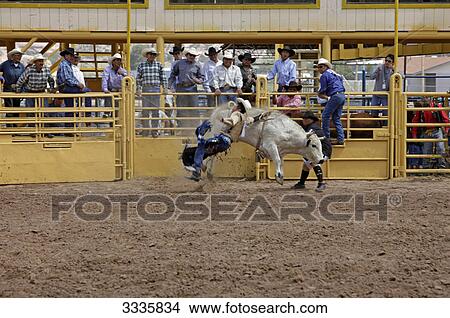 Picture - Cowboy falling off bucking bull, Arizona, USA . Fotosearch