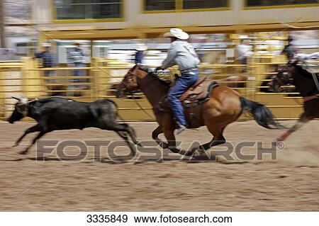 Cowboy on horseback roping calf, Arizona, USA, blurred motion View Large Photo Image Stock Photo - Cowboy on horseback roping calf, Arizona, USA, blurred motion . Fotosearch