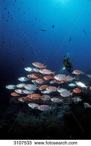 Crescent-tail Bigeye (Priacanthus hamrur) and scuba diver, Ari Atoll, Maldives, Indian Ocean View Large Photo Image Stock Image - Crescent-tail Bigeye (Priacanthus hamrur) and scuba diver, Ari Atoll, Maldives, Indian Ocean . Fotosearch