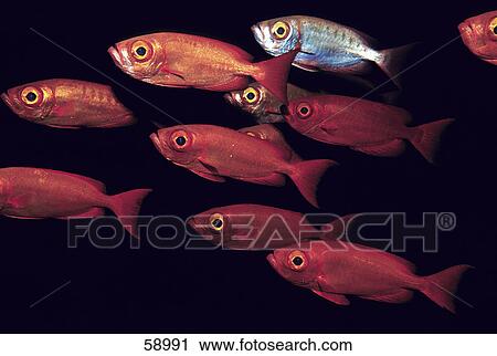 Crescent-tail bigeye (priacanthus hamrur) fish swimming underwater View Large Photo Image Stock Image - Crescent-tail bigeye (priacanthus hamrur) fish swimming underwater . Fotosearch