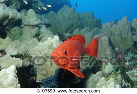 Crescent-tail bigeye (Priacanthus hamrur) in coral reef, Shaab Mahlai, Egypt, Red Sea, close-up View Large Photo Image Stock Photo - Crescent-tail bigeye (Priacanthus hamrur) in coral reef, Shaab Mahlai, Egypt, Red Sea, close-up . Fotosearch