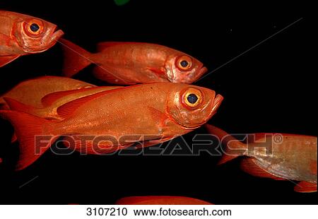 Crescent-tail bigeyes (Priacanthus hamrur), Papua New Guinea, Pacific Ocean, side view View Large Photo Image Stock Image - Crescent-tail bigeyes (Priacanthus hamrur), Papua New Guinea, Pacific Ocean, side view . Fotosearch
