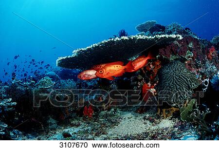 Stock Image - Crescent-tail bigeyes (Priacanthus hamrur) under hard coral, Komodo National Park, Indonesia, Indian Ocean, underwater shot . Fotosearch