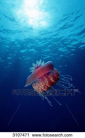 Crown jellyfish (Netrostoma setouchina), Sinai, Ras Mohammed, Red Sea View Large Photo Image Stock Image - Crown jellyfish (Netrostoma setouchina), Sinai, Ras Mohammed, Red Sea . Fotosearch