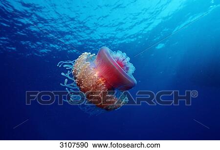 Crown jellyfish (Netrostoma setouchina), Sinai, Ras Mohammed, Red Sea View Large Photo Image Stock Image - Crown jellyfish (Netrostoma setouchina), Sinai, Ras Mohammed, Red Sea . Fotosearch