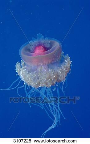Crown jellyfish (Netrostoma setouchina), Hurghada, Red Sea, Egypt View Large Photo Image Stock Photo - Crown jellyfish (Netrostoma setouchina), Hurghada, Red Sea, Egypt . Fotosearch