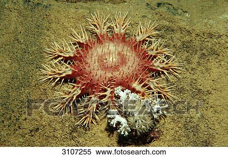 Crown-of-thorns Starfish (Acanthaster planci) feeding on coral, Sudan, Red Sea, close-up View Large Photo Image Stock Photography - Crown-of-thorns Starfish (Acanthaster planci) feeding on coral, Sudan, Red Sea, close-up . Fotosearch
