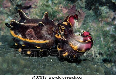 Cuttlefish (Metasepia pfefferi), Mabul, Malaysia, Pacific Ocean, close-up View Large Photo Image Stock Image - Cuttlefish (Metasepia pfefferi), Mabul, Malaysia, Pacific Ocean, close-up . Fotosearch