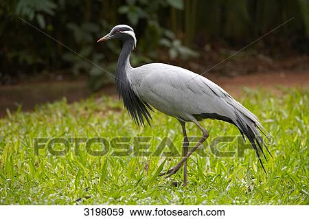 Demoiselle Crane (Anthropoides virgo), Foz do Iguacu, Brazil, side view  View Large Photo Image Stock Photo - Demoiselle Crane (Anthropoides virgo), Foz do Iguacu, Brazil, side view . Fotosearch