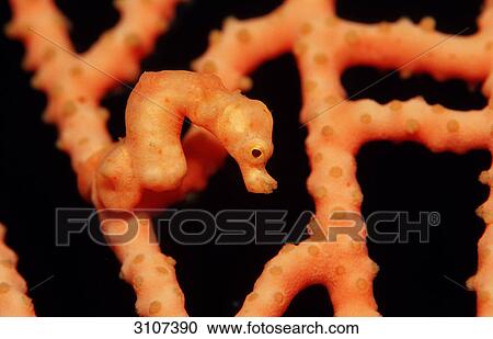Denise pygmy seahorse (Hippocampus denise) on sea fan coral, side view View Large Photo Image Stock Image - Denise pygmy seahorse (Hippocampus denise) on sea fan coral, side view . Fotosearch