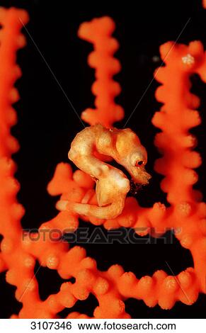 Denise pygmy seahorse (Hippocampus denise) on sea fan coral, side view View Large Photo Image Stock Photograph - Denise pygmy seahorse (Hippocampus denise) on sea fan coral, side view . Fotosearch