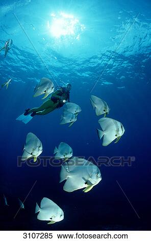 Stock Photography - Dusky Batfishes (Platax pinnatus) and scuba diver, Malaysia, Pacific Ocean, view from below . Fotosearch
