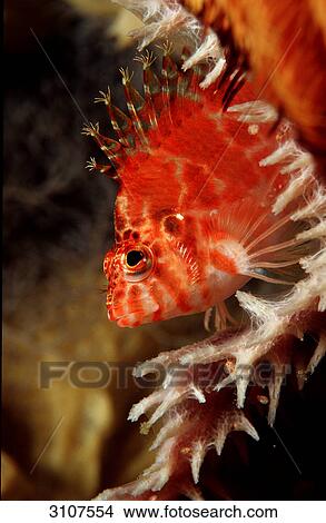 Picture - Dwarf hawkfish (Cirrhitichthys falco), Komodo National Park, Indonesia, Indian Ocean, side view . Fotosearch