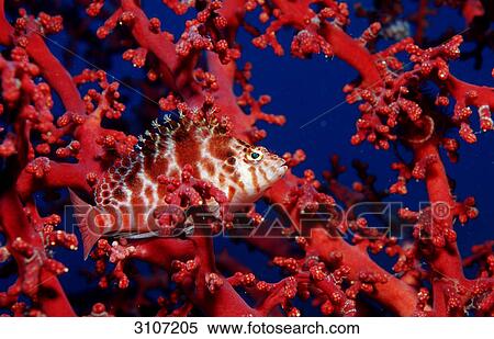 Dwarf hawkfish (Cirrhitichthys falco), Komodo National Park, Indonesia, Indian Ocean, side view View Large Photo Image Stock Photography - Dwarf hawkfish (Cirrhitichthys falco), Komodo National Park, Indonesia, Indian Ocean, side view . Fotosearch