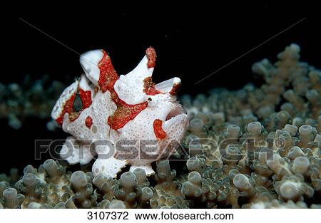 Dwarty frogfish (Antennarius maculatus), Komodo National Park, Indonesia, Indian Ocean, side view View Large Photo Image Stock Image - Dwarty frogfish (Antennarius maculatus), Komodo National Park, Indonesia, Indian Ocean, side view . Fotosearch