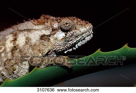 Eastern Dwarf Chameleon (Bradypodion ventrale) sitting on succulent plant, Tsitsikamma National Park, Republic of South Africa, side view View Large Photo Image Stock Photograph - Eastern Dwarf Chameleon (Bradypodion ventrale) sitting on succulent plant, Tsitsikamma National Park, Republic of South Africa, side view . Fotosearch