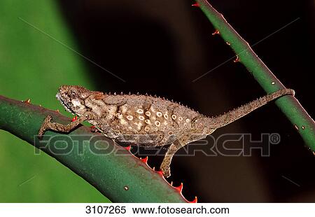 Stock Photography - Eastern Dwarf Chameleon (Bradypodion ventrale) sitting on succulent plant, Tsitsikamma National Park, Republic of South Africa, side view . Fotosearch