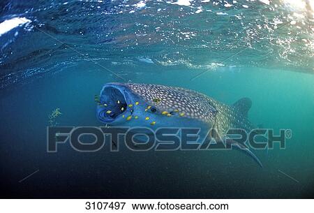 Eating Whale shark (Rhincodon thypus) with yellow pilot fishes, Djibouti, Africa, Gulf of Aden View Large Photo Image Stock Photo - Eating Whale shark (Rhincodon thypus) with yellow pilot fishes, Djibouti, Africa, Gulf of Aden . Fotosearch