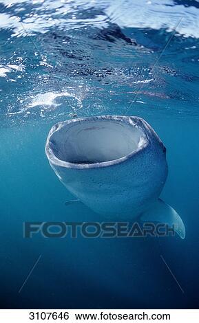 Eating Whale shark (Rhincodon thypus), Djibouti, Africa, Gulf of Aden View Large Photo Image Stock Photograph - Eating Whale shark (Rhincodon thypus), Djibouti, Africa, Gulf of Aden . Fotosearch