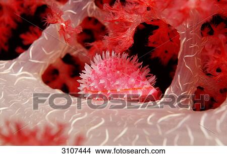 False Cowry (Pseudosimnia punctata), Panglao Island, Philippines, Bohol Sea, close-up View Large Photo Image Picture - False Cowry (Pseudosimnia punctata), Panglao Island, Philippines, Bohol Sea, close-up . Fotosearch