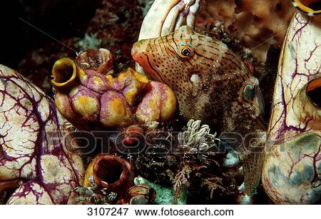 False-eyed puffer (Canthigaster papua), Komodo National Park, Indonesia, Indian Ocean, underwater shot View Large Photo Image Stock Photo - False-eyed puffer (Canthigaster papua), Komodo National Park, Indonesia, Indian Ocean, underwater shot . Fotosearch