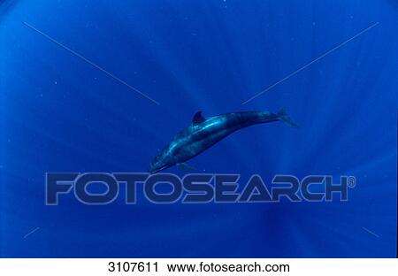 False Killer Whale (Pseudorca crassidens), Papua New Guinea, Pacific Ocean View Large Photo Image Stock Image - False Killer Whale (Pseudorca crassidens), Papua New Guinea, Pacific Ocean . Fotosearch