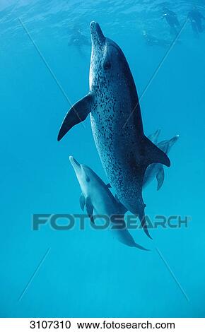 Family of Atlantic Spotted Dolphins (Stenella frontalis) swimming to the water surface, Bahamas, West Indies, side view View Large Photo Image Stock Image - Family of Atlantic Spotted Dolphins (Stenella frontalis) swimming to the water surface, Bahamas, West Indies, side view . Fotosearch