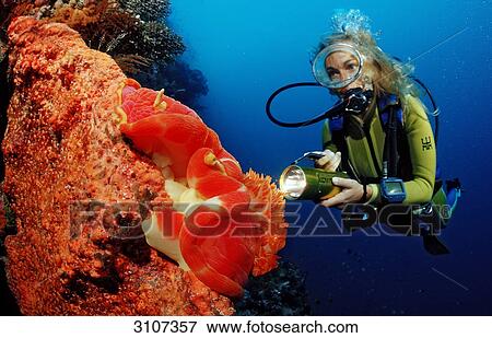 Female Scuba Diver spotting Spanish dancer (Hexabranchus sanguineus) Indonesia, Sulawesi, Indonesia, underwater shot View Large Photo Image Stock Photo - Female Scuba Diver spotting Spanish dancer (Hexabranchus sanguineus) Indonesia, Sulawesi, Indonesia, underwater shot . Fotosearch