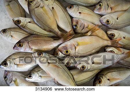 Fish on market, Funchal, Madeira View Large Photo Image Stock Photograph - Fish on market, Funchal, Madeira . Fotosearch