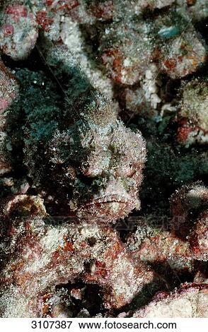 Flasher Scorpionfish (Scorpaenopsis macrochir), Arit Atoll, Maldives, Indian ocean, underwater shot View Large Photo Image Stock Photo - Flasher Scorpionfish (Scorpaenopsis macrochir), Arit Atoll, Maldives, Indian ocean, underwater shot . Fotosearch
