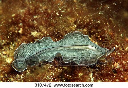 Stock Image - Flat worm (Turbellaria), Istria, Croatia, Mediterranean Sea, view upon . Fotosearch