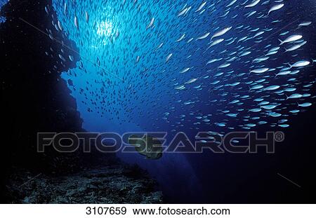 Stock Photo - Fleeing fusilier fishes (Caesionidae), Ari Atoll, Maldives, Indian Ocean, underwater shot . Fotosearch