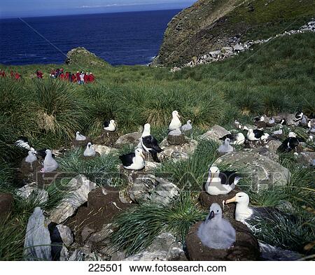 Flock of Albatross birds on cliff View Large Photo Image Stock Image - Flock of Albatross birds on cliff . Fotosearch