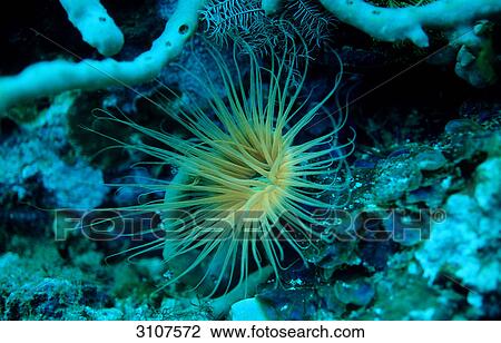 Fluorescence Anemone, Komodo National Park, Indonesia, Indian Ocean, close-up View Large Photo Image Stock Image - Fluorescence Anemone, Komodo National Park, Indonesia, Indian Ocean, close-up . Fotosearch