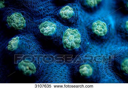 Fluorescence light of a Hard Coral (Madreporaria), Komodo National Park, Indonesia, Indian Ocean, macro shot View Large Photo Image Stock Photography - Fluorescence light of a Hard Coral (Madreporaria), Komodo National Park, Indonesia, Indian Ocean, macro shot . Fotosearch