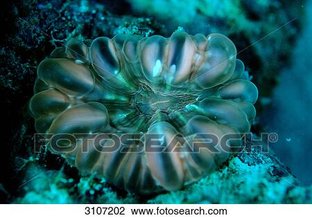 Fluorescent hard coral, Sipadan, Malaysia, Pacific Ocean, close-up View Large Photo Image Stock Image - Fluorescent hard coral, Sipadan, Malaysia, Pacific Ocean, close-up . Fotosearch