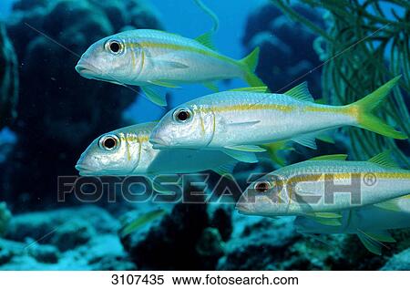 Four Yellow Goatfishes (Mulliodichthys martinicus), British Virgin Islands, Caribbean Sea, side view View Large Photo Image Stock Photography - Four Yellow Goatfishes (Mulliodichthys martinicus), British Virgin Islands, Caribbean Sea, side view . Fotosearch