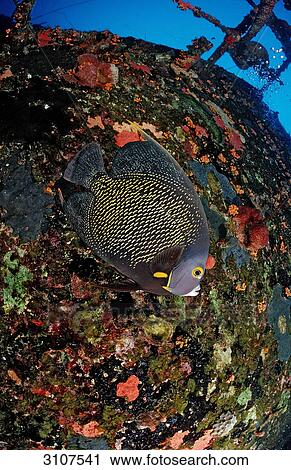 French Angelfish (Pomacanthus paru) on the Hilma Hooker ship wreck, Bonaire, Dutch Antilles, Caribbean Sea View Large Photo Image Stock Image - French Angelfish (Pomacanthus paru) on the Hilma Hooker ship wreck, Bonaire, Dutch Antilles, Caribbean Sea . Fotosearch