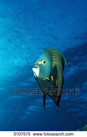 French Angelfish (Pomacanthus paru), British Virgin Islands, Caribbean Sea, front view View Large Photo Image Stock Photography - French Angelfish (Pomacanthus paru), British Virgin Islands, Caribbean Sea, front view . Fotosearch