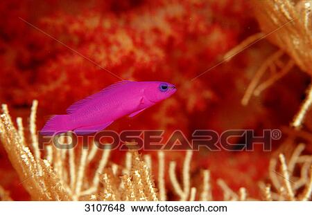 Fridmans Pygmy Basslet (Pseudochromis fridmani), Sinai, Egypt, Red Sea, side view View Large Photo Image Stock Photo - Fridmans Pygmy Basslet (Pseudochromis fridmani), Sinai, Egypt, Red Sea, side view . Fotosearch