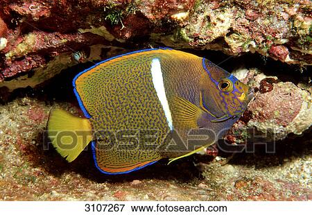 Galapagos Angelfish (Holocanthus passer) Cocos Island, Costa Rica, fullframe View Large Photo Image Stock Photo - Galapagos Angelfish (Holocanthus passer) Cocos Island, Costa Rica, fullframe . Fotosearch