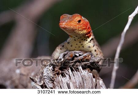 Galapagos lava lizard (Microlophus albemarlensis), Galapagos Islands, Ecuador, front view View Large Photo Image Stock Image - Galapagos lava lizard (Microlophus albemarlensis), Galapagos Islands, Ecuador, front view . Fotosearch